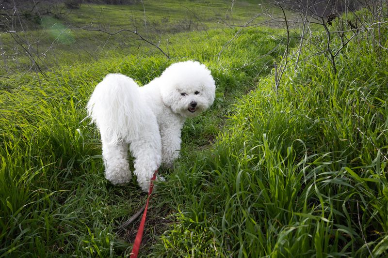 12 gentle dogs that bring emotional warmth into every home they enter 7 Bichon Frise