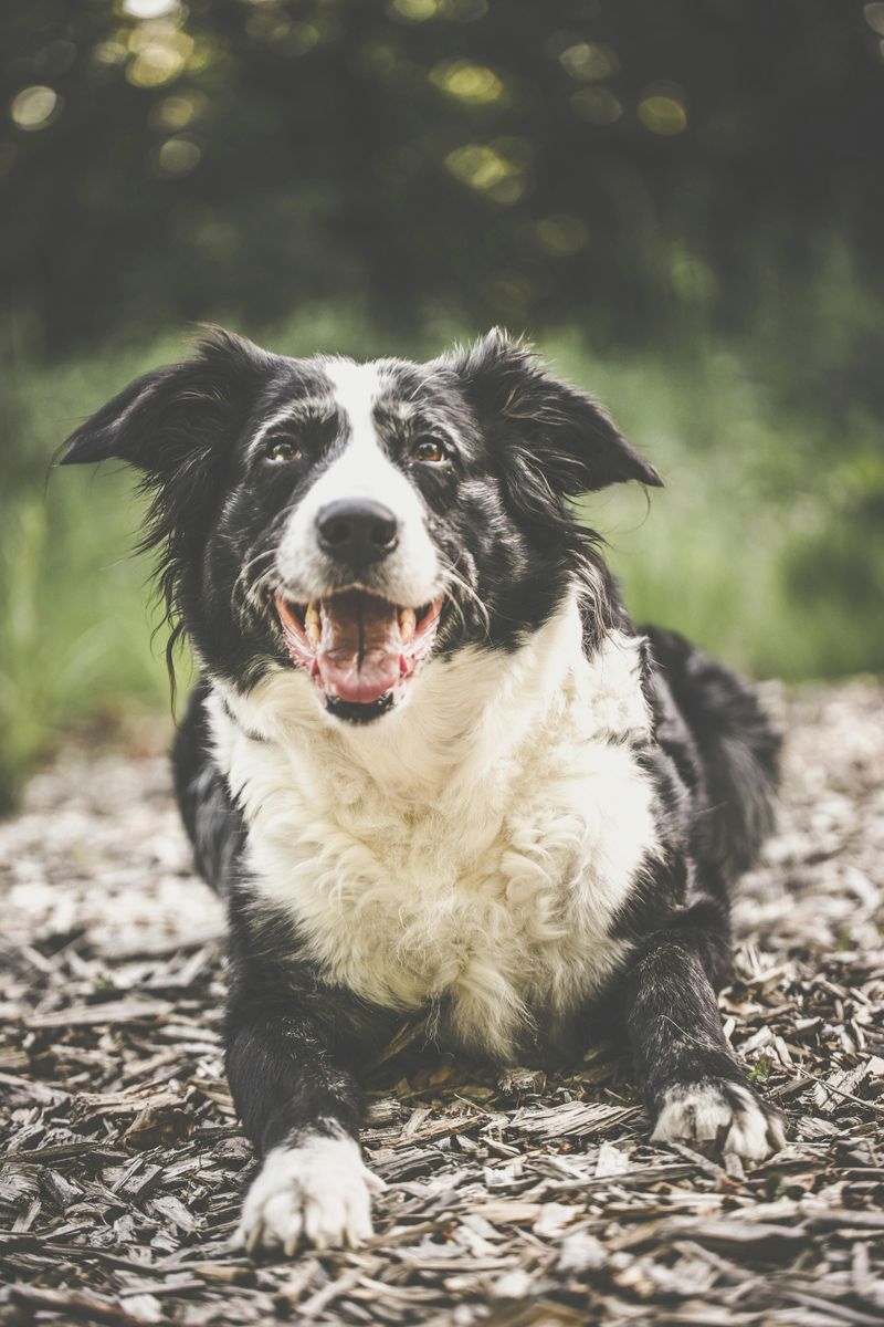 25 Dog Breeds That May Be Too Demanding for Older Owners 6 Border Collie