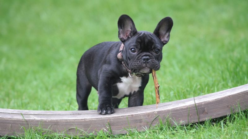 10 dog breeds where one strange smell can be easy to dismiss - until you realize why it changed 7 French Bulldog