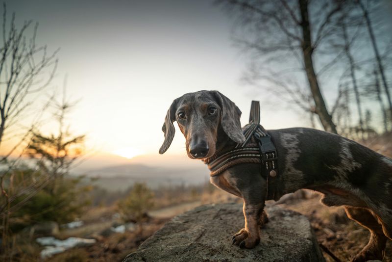 Dachshund