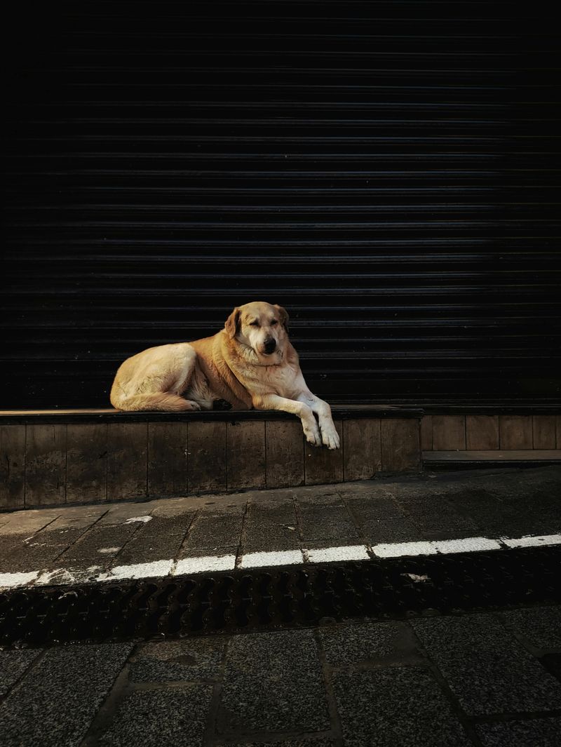 If left alone too often, these 13 dog breeds can become anxious and withdrawn 2 Labrador Retriever