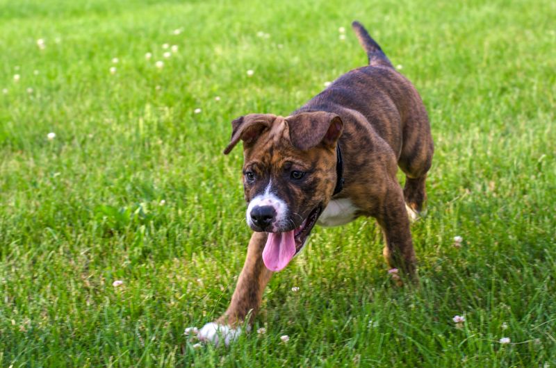 22 Large Dog Breeds That Show How Strength and Gentleness Can Coexist 10 Boxer