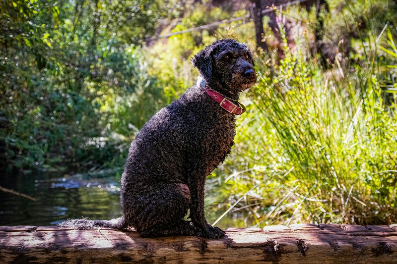 Spanish Water Dog