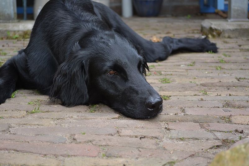 These dog breeds seem built for homes where something is always happening 5 Flat-Coated Retriever