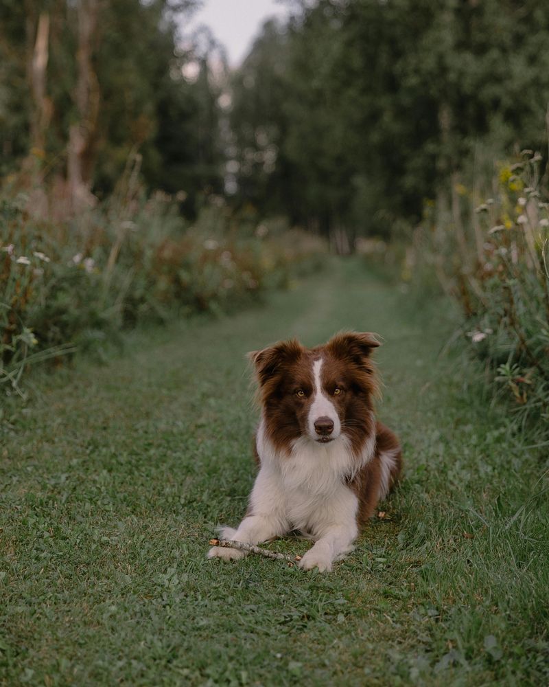 Border Collie