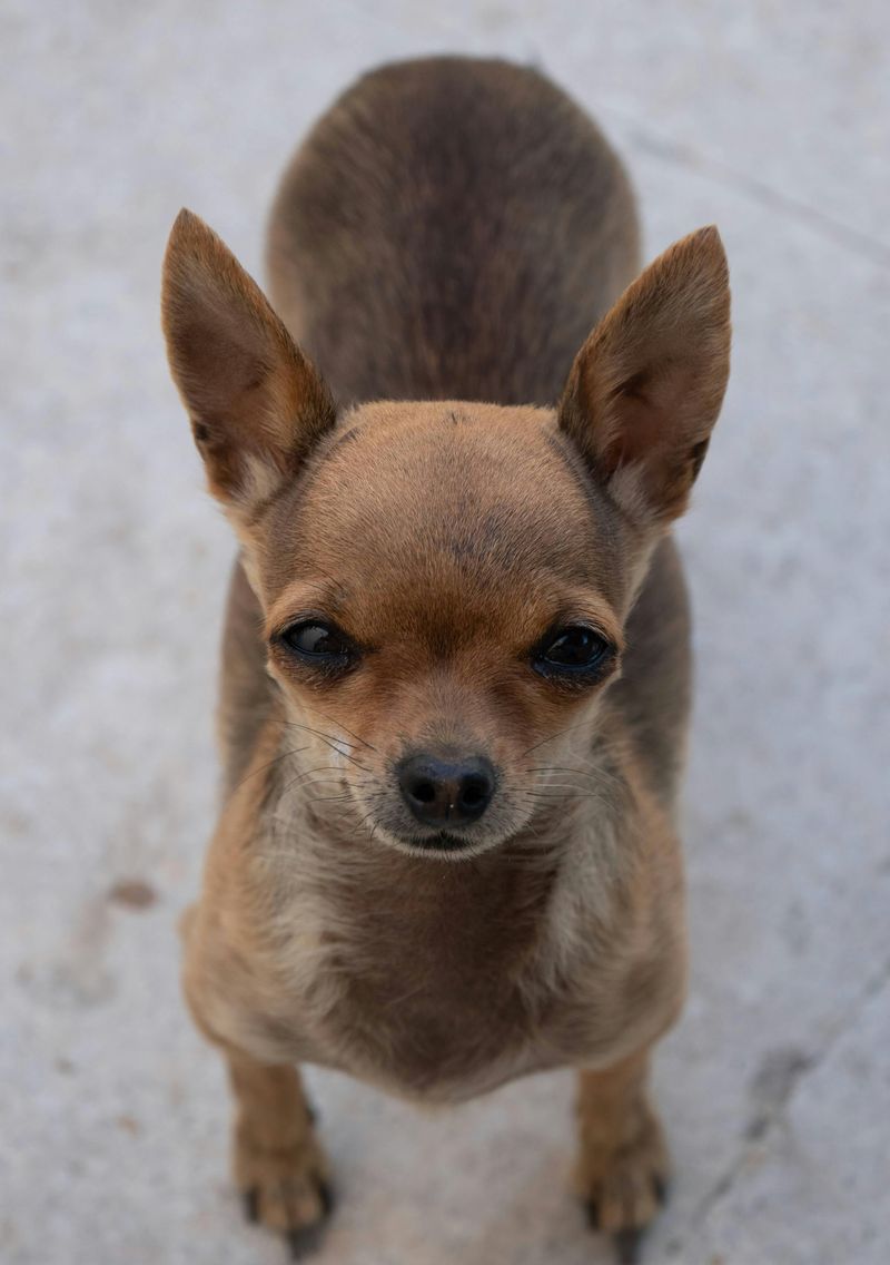 12 Popular Dog Breeds That Many Owners End Up Regretting Choosing 10 Chihuahua