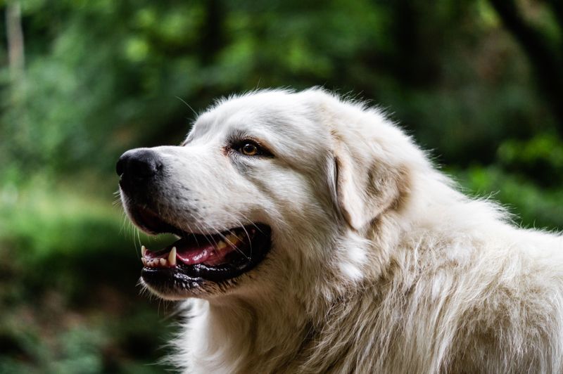 The strongest relationships aren't always the clingiest - and these 11 dog breeds prove it 4 Great Pyrenees