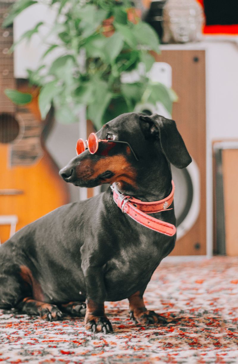 Live alone? These dogs may make you forget what an empty house used to feel like 7 Dachshund