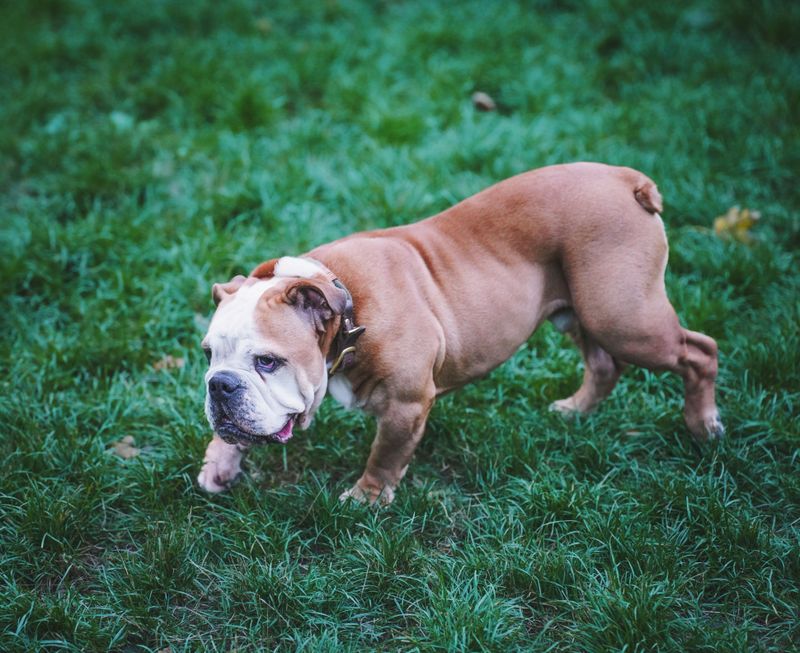 Don't confuse low energy with low intelligence - These 11 relaxed breeds can be surprisingly sharp 4 English Bulldog