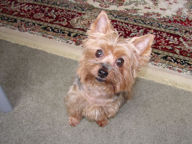 26 Dog Breeds Well-Suited for Seniors and Retirees 17 Yorkshire Terrier