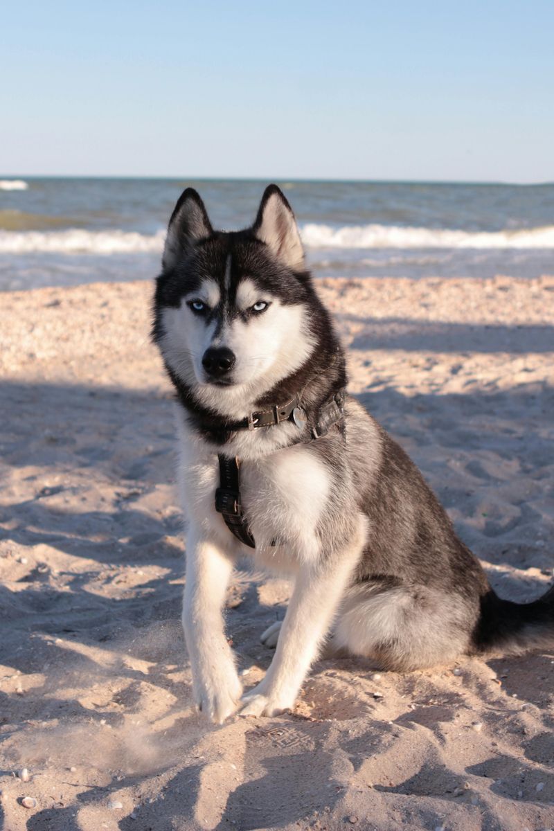 19 dog breeds that stand out the most in crowded public places without even trying 2 Siberian Husky