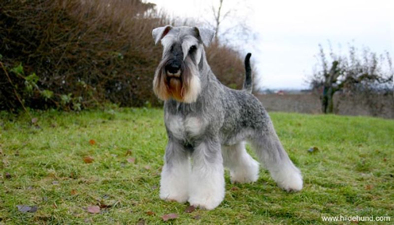 11 dogs that treat neighborhood noise like information - while everyone else hears background sound 4 Miniature Schnauzer