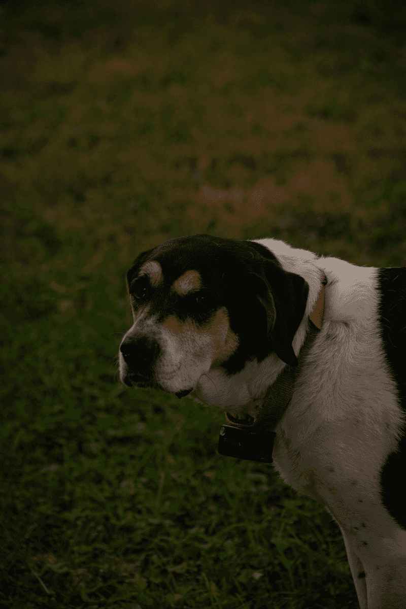 13 escape-artist dog breeds that constantly keep owners on alert 7 Treeing Walker Coonhound