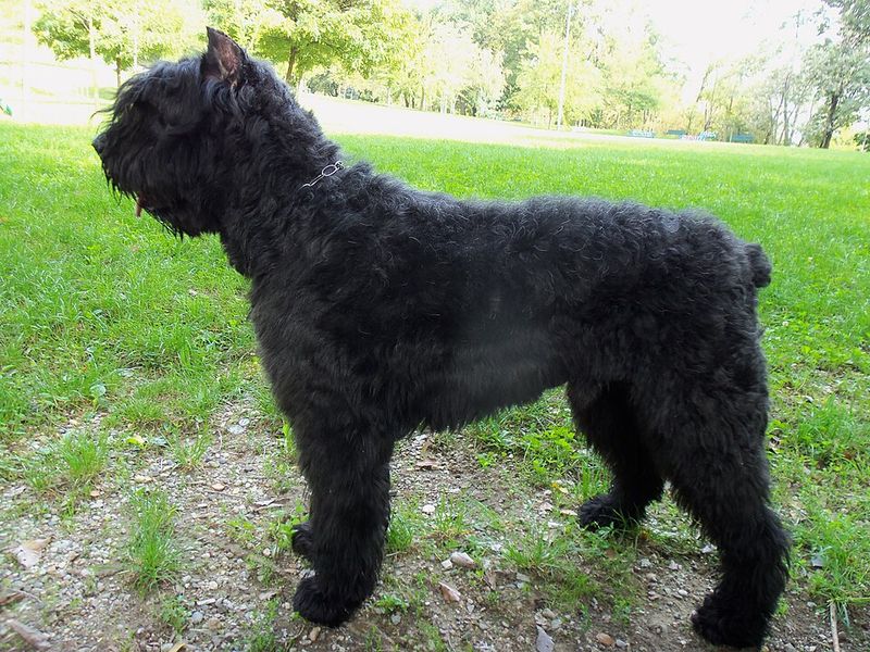 16 Dog Breeds That Respond Better When Commands Are Given Once - Why the One-Ask Rule Works 8 Bouvier des Flandres