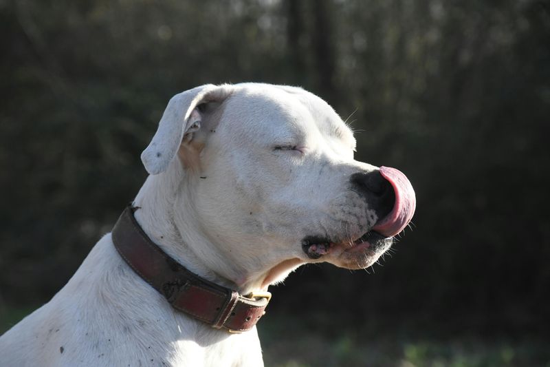14 Overlooked Dog Breeds That Often Struggle to Get Adopted 14 Dogo Argentino