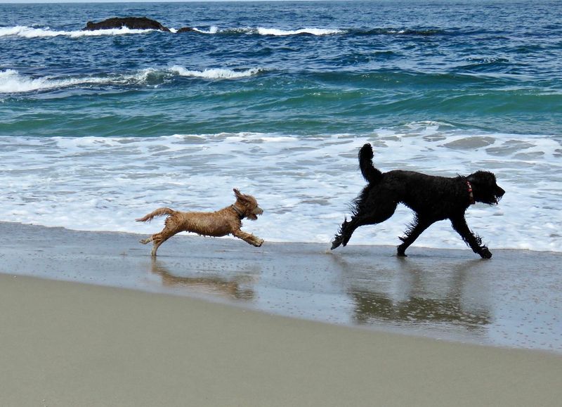 11 Subtle Signs Your Dog Is Happier Than You Think 7 6. Playful Zoomies