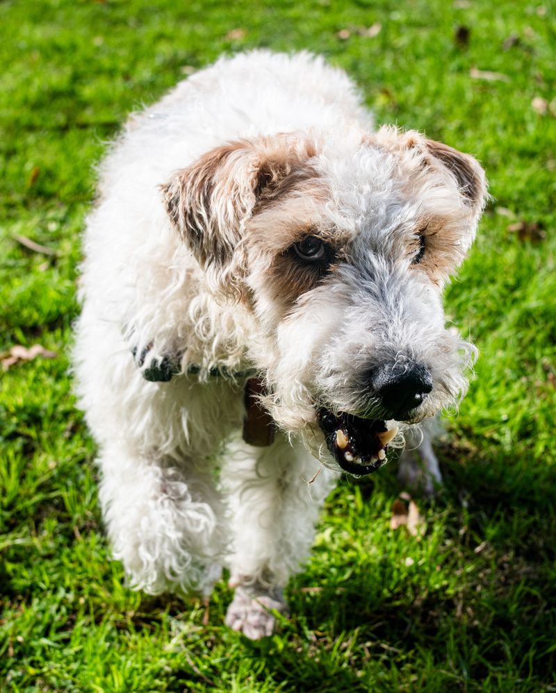 Fox Terrier