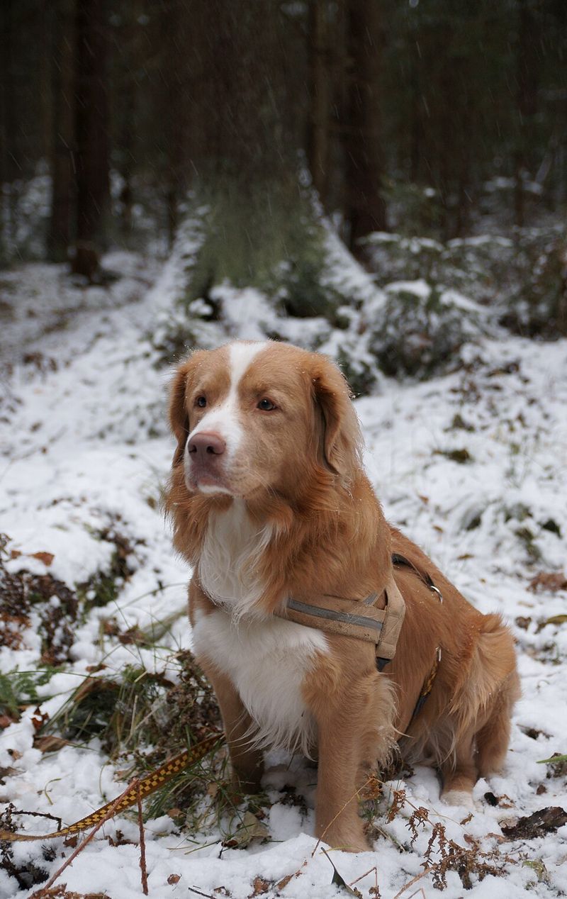 Nova Scotia Duck Tolling Retriever