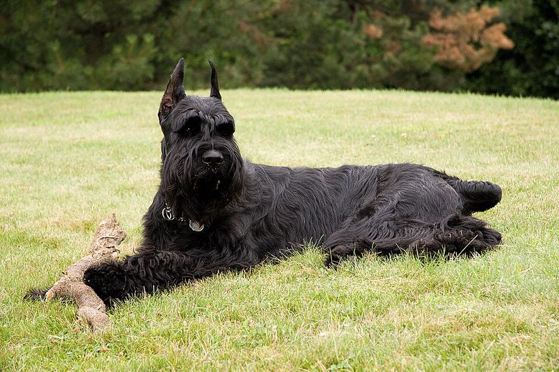Everyone looks relaxed - These dogs may still be watching the one thing that changed 10 Giant Schnauzer: A Gate Left Ajar