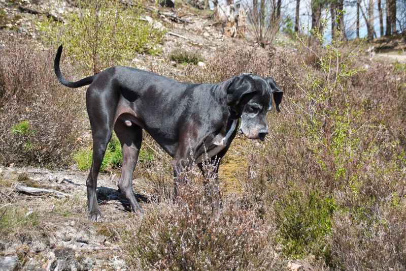 Not every great dog needs nonstop activity - and these breeds prove it every day 5 Great Dane