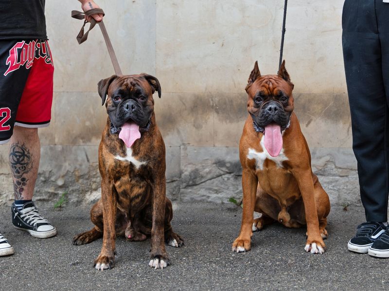 Boxer