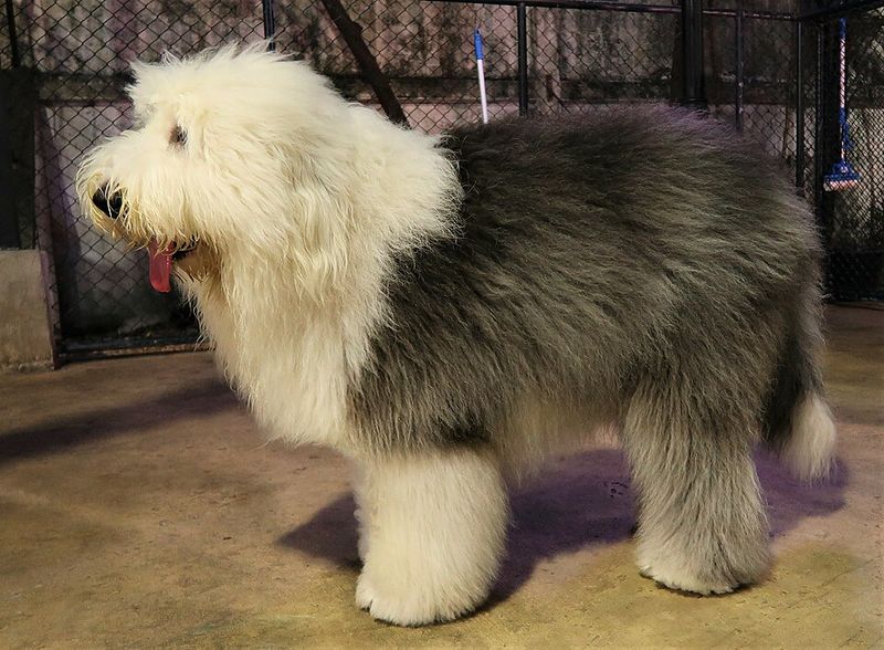 17 Dog Breeds That Were Once Popular but Have Slowly Faded from the Spotlight 2 Old English Sheepdog