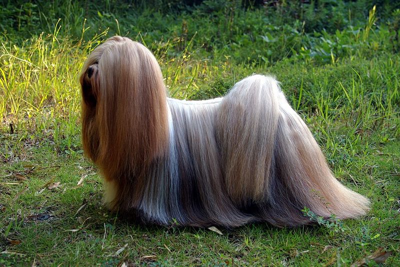 Getting into their heart may take patience - Once you're there, these dog breeds rarely treat you like a temporary guest 12 Lhasa Apso