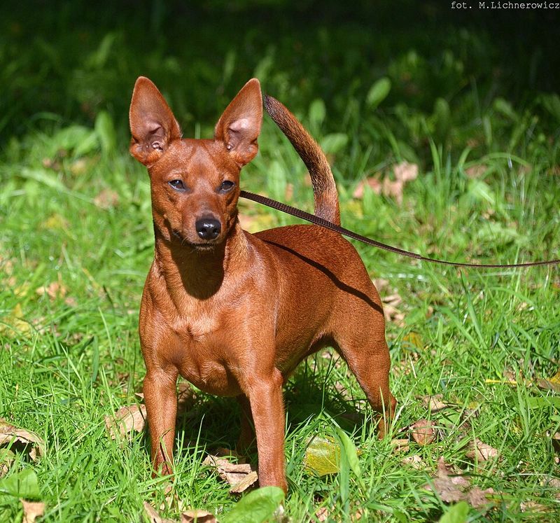 Think a small dog can't take guarding seriously? These breeds never got that message 10 Miniature Pinscher