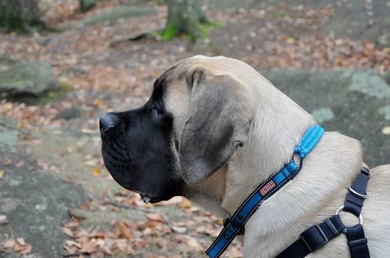 25 Gentle Giants: Large Dog Breeds Known for Their Loving Temperament 8 Mastiff