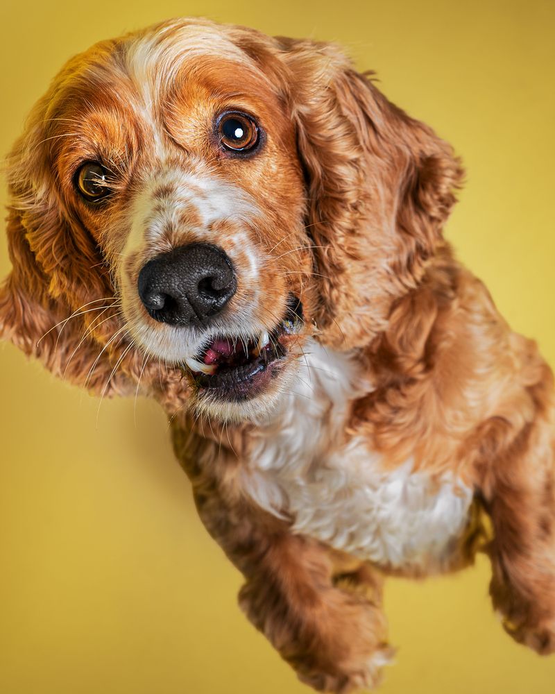 Everyone else believes you're fine - These dogs may be paying attention to the clues you can't hide 7 Cocker Spaniel