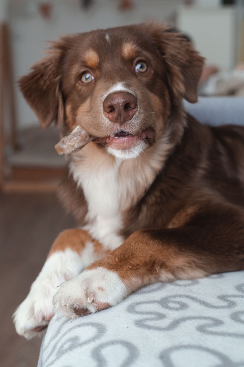 These 12 dog breeds turn into shadows because being near you helps them feel safe 12 Miniature American Shepherd