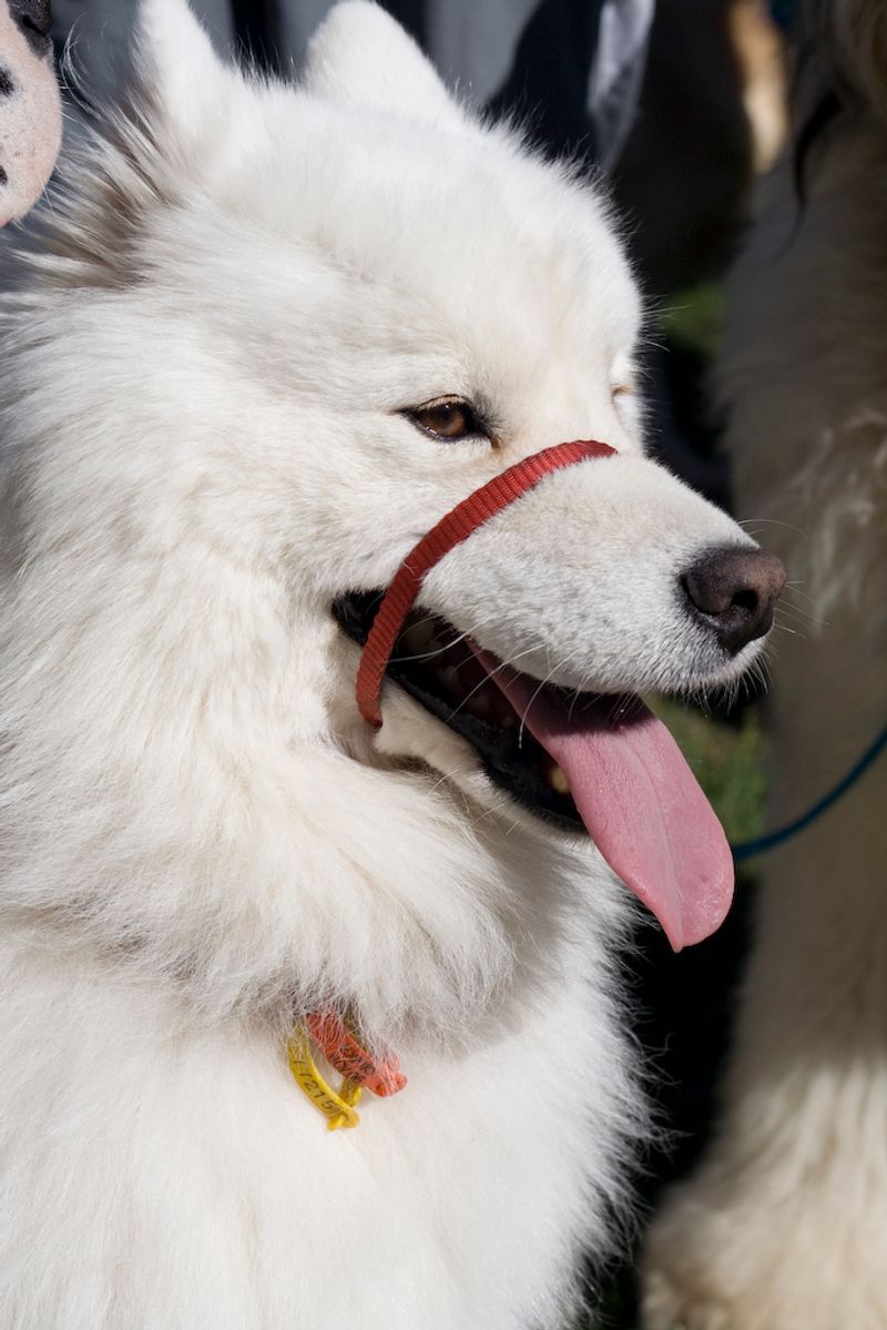 Samoyed
