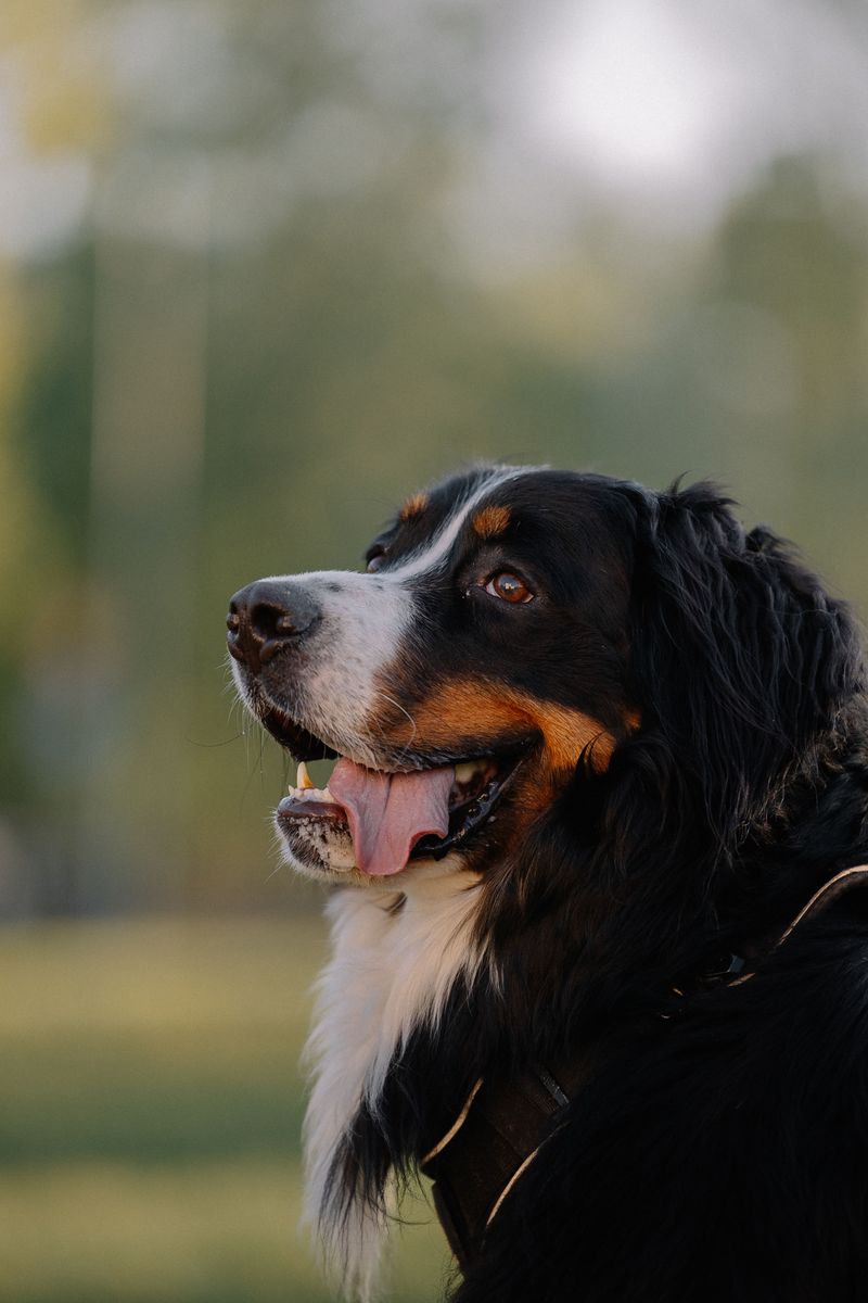 You don't have to say a word - These 15 dog breeds already know how you're feeling 13 Bernese Mountain Dog