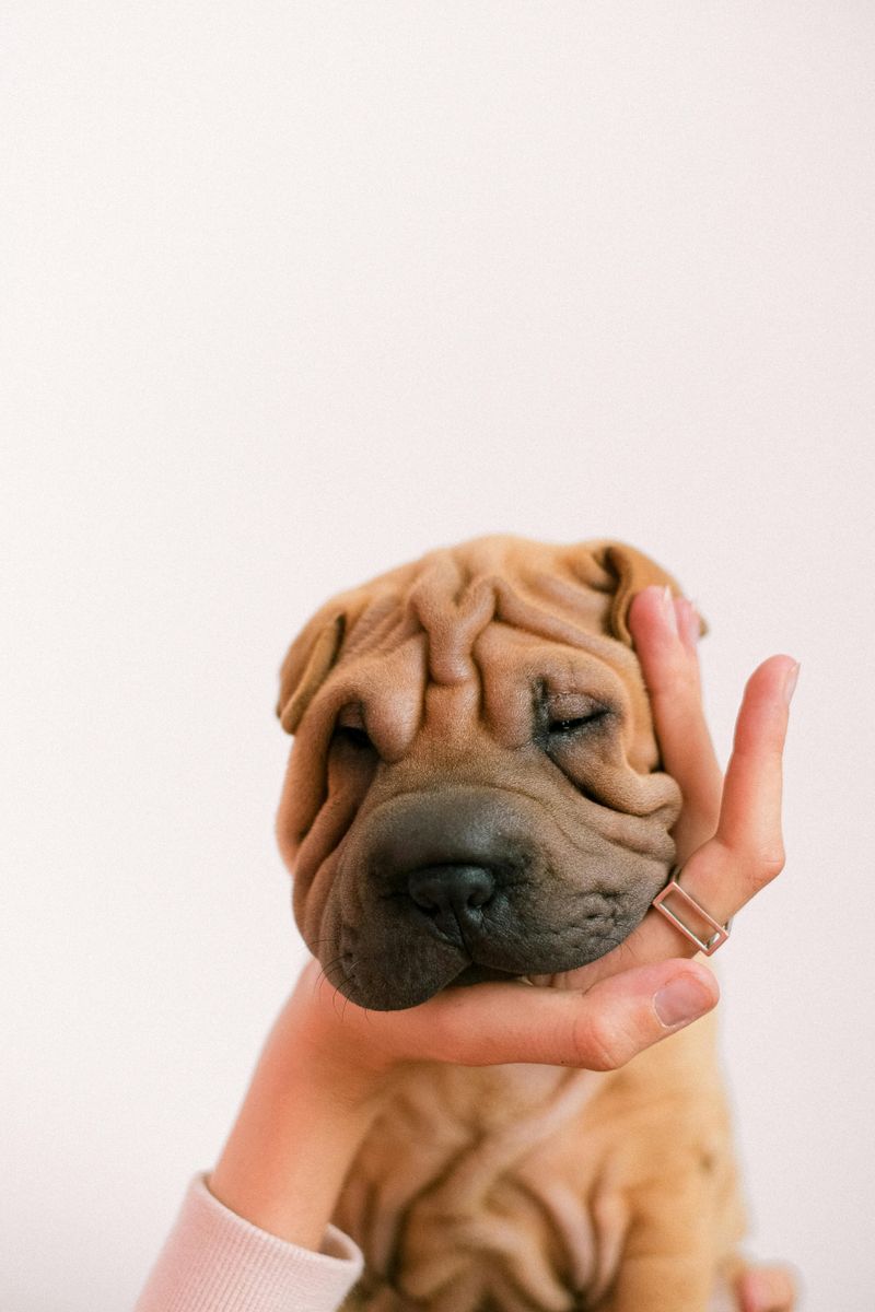 Shar Pei
