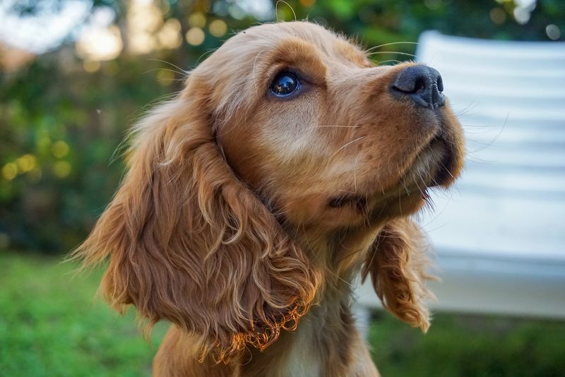These 13 dog breeds would happily greet the mail carrier - These 2 would rather investigate first 12 Cocker Spaniel