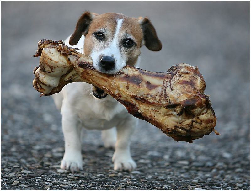 9 Scents Dogs Can’t Stand (And 5 They Absolutely Love) 15 Bones and Natural Meaty Scents