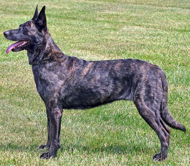These hardworking dog breeds were built for more than casual exercise 8 Dutch Shepherd