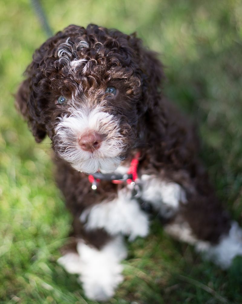 Lagotto Romagnolo