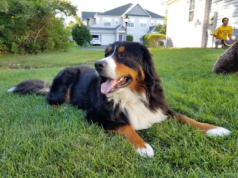 Bernese Mountain Dog
