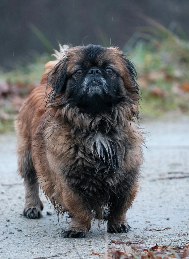 Pekingese