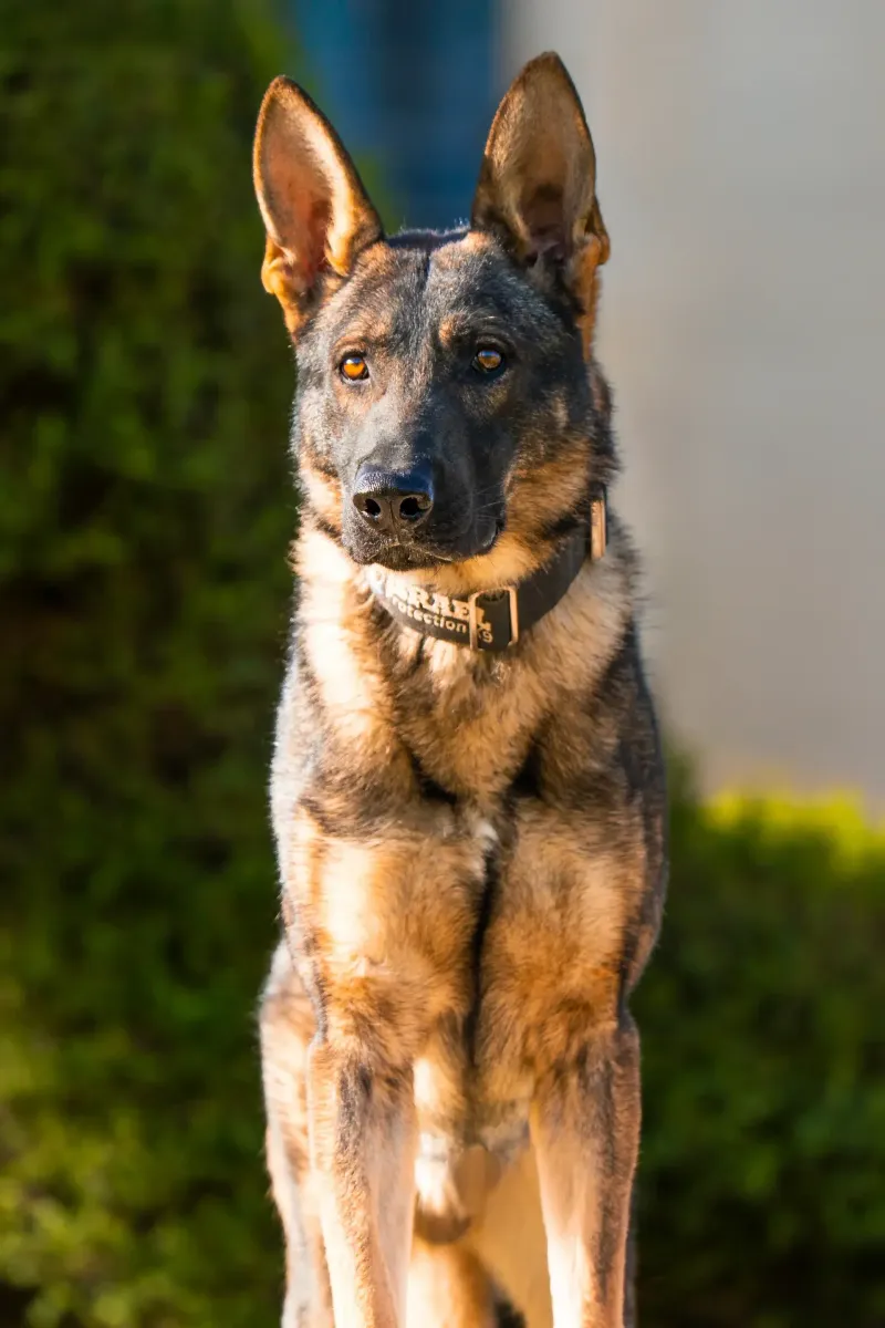 These 13 dog breeds stay loyal long after the bond is formed - plus 2 owners never forget 2 German Shepherd