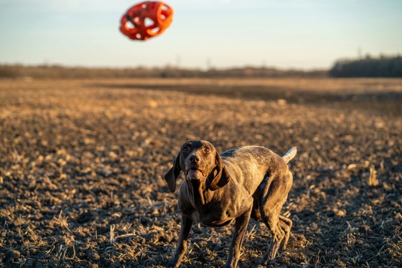 German Shorthaired Pointer