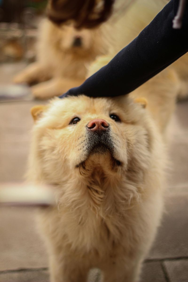 14 Dog Breeds That May Be Too Challenging for Families with Kids 8 Chow Chow