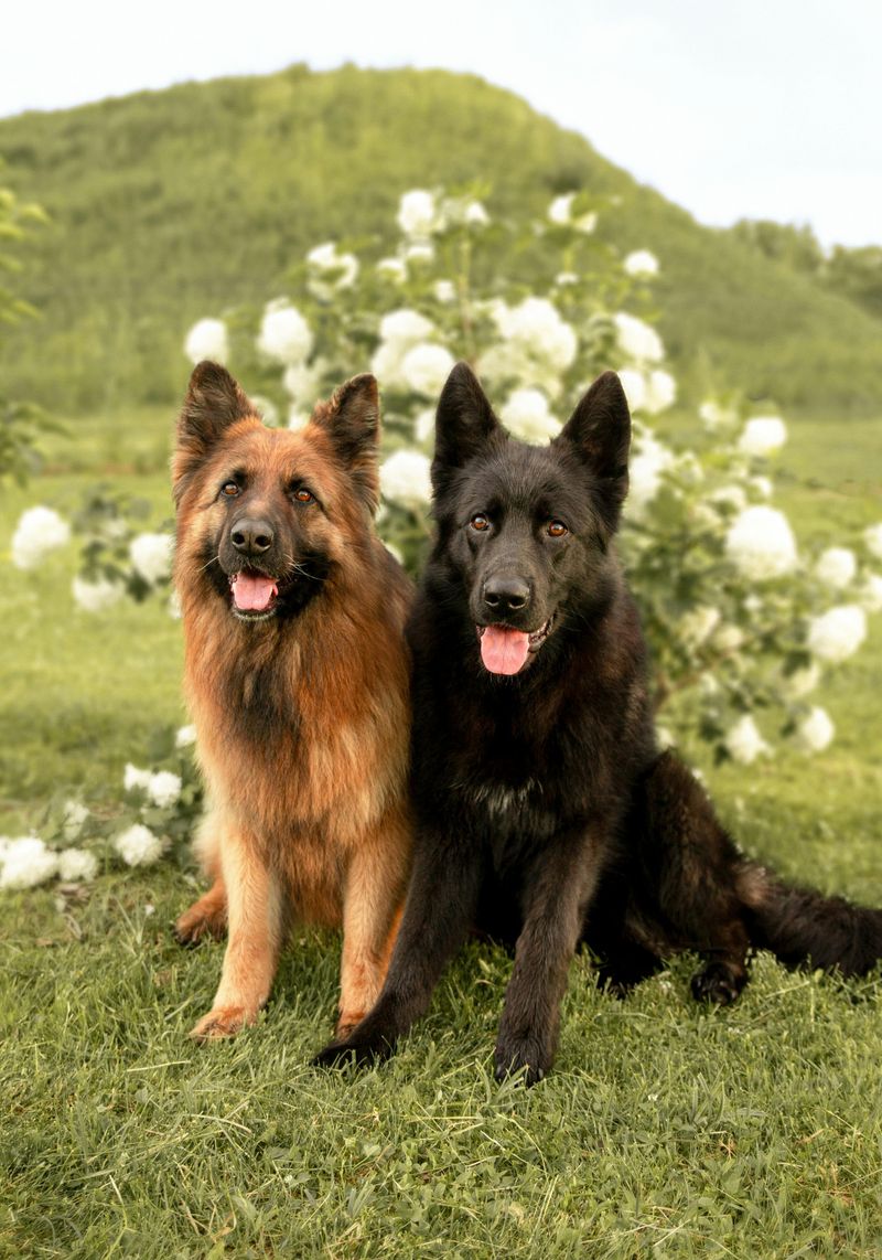 German Shepherd