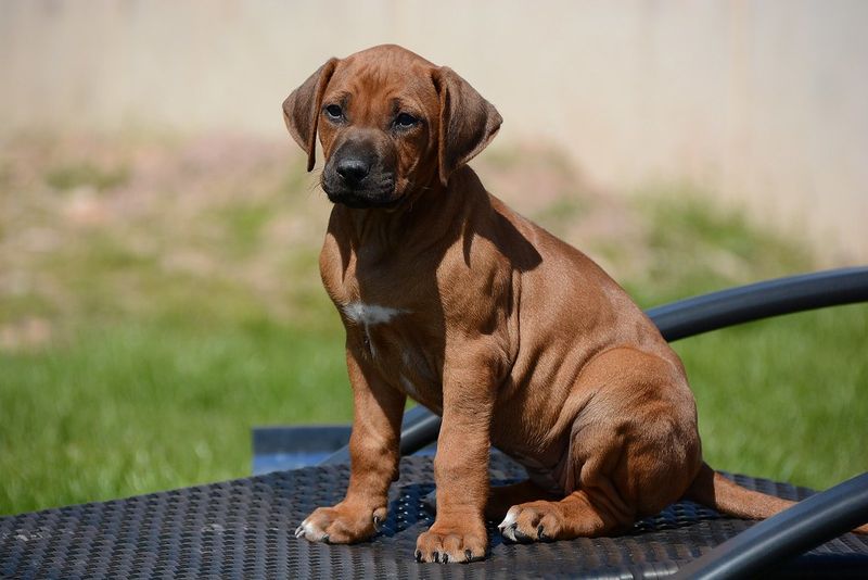 Rhodesian Ridgeback