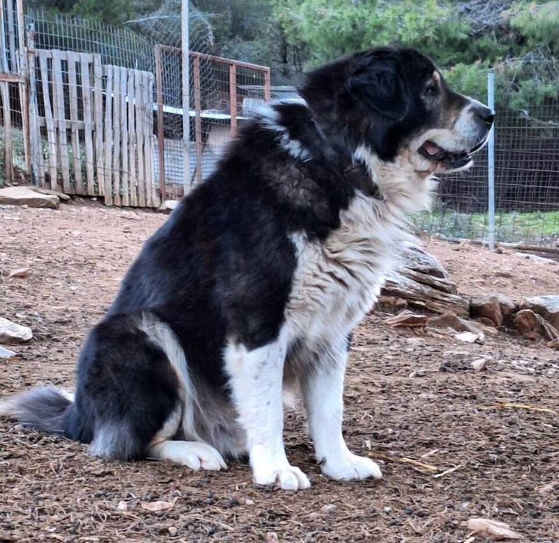 Greek Shepherd Dog