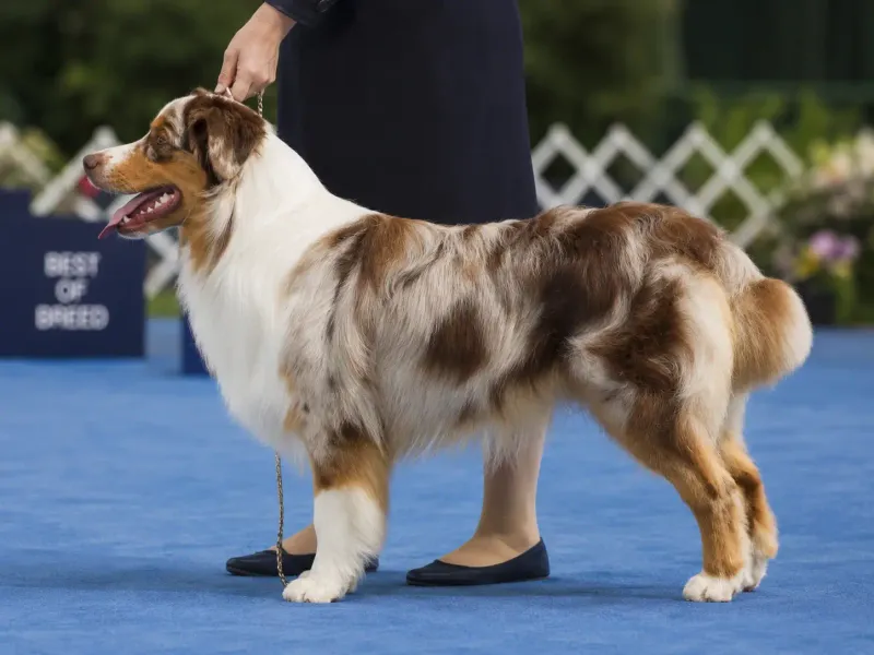 Australian Shepherd