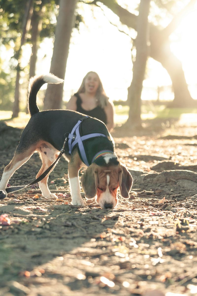 12 Common Human Habits Dogs Quietly Hate (But Tolerate for Your Sake) 9 Interrupting Their Sniffing During Walks