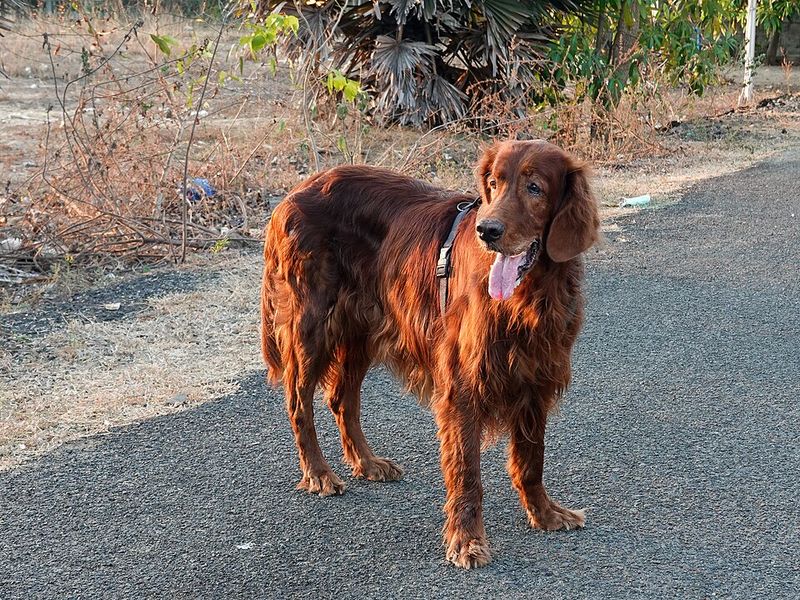 If everyone at home shares dog duties, these dog breeds may be an ideal match 13 Irish Setter