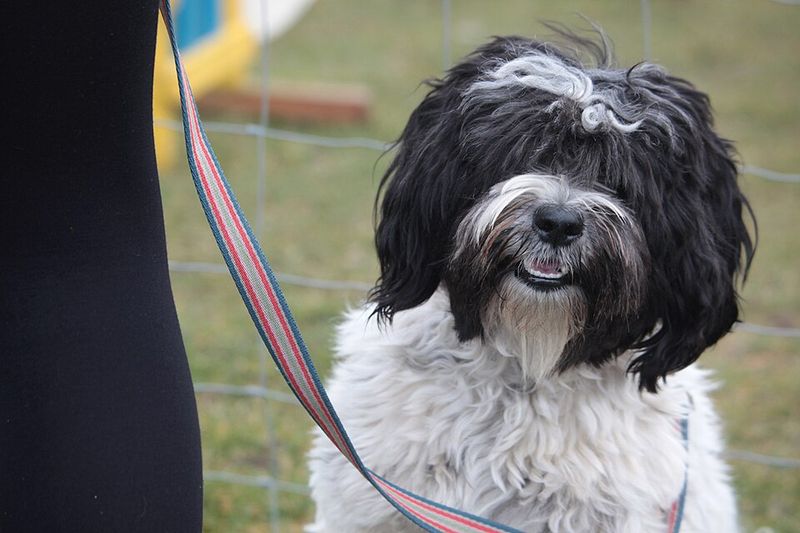 The best-kept secret among experienced owners may be these 13 underrated dog breeds 14 Tibetan Terrier